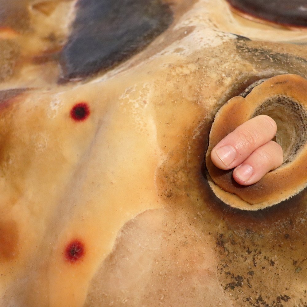 Siobhán McGibbon Love beyond the species and the sexual