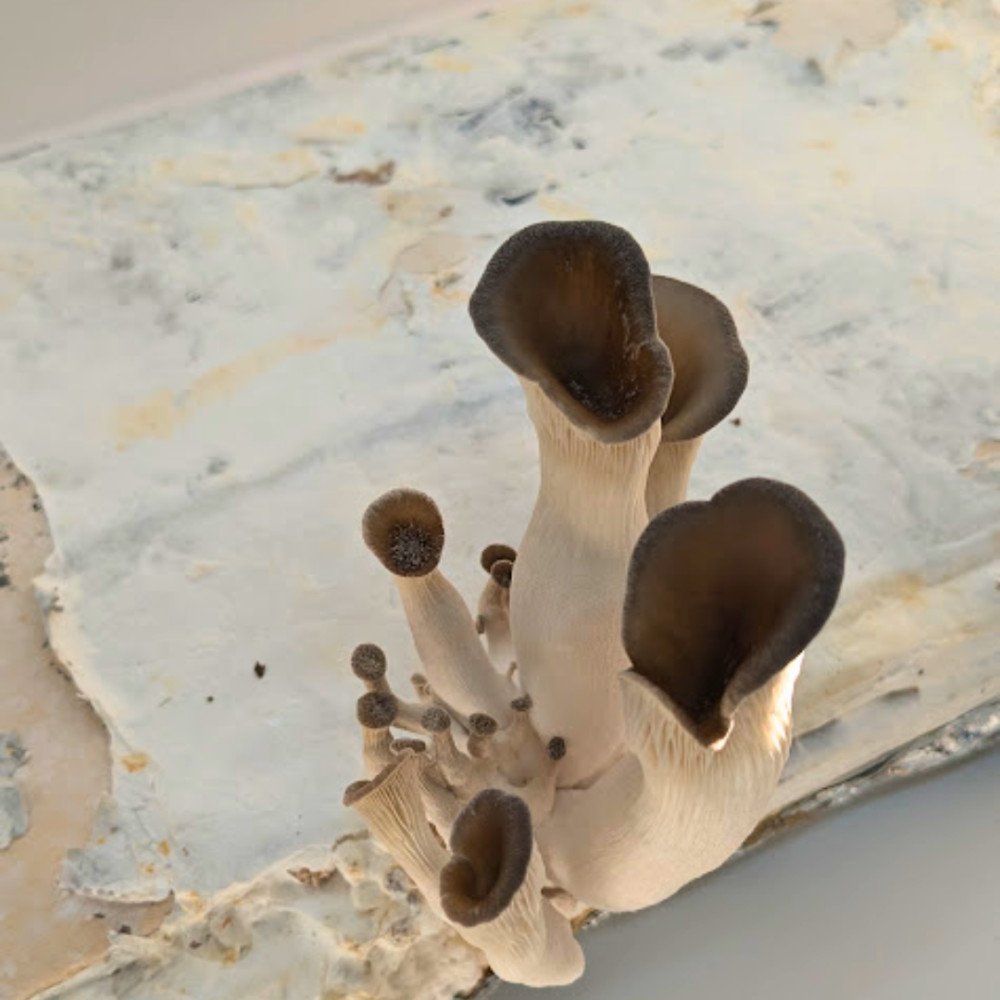 Artist's Talk: Siobhán McGibbon and Catherine Euale