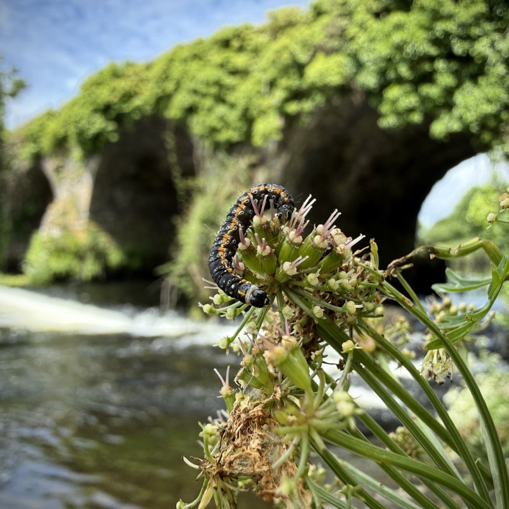 ‘A River of Art.' Ilen River Kayak Tour with a Creative Twist