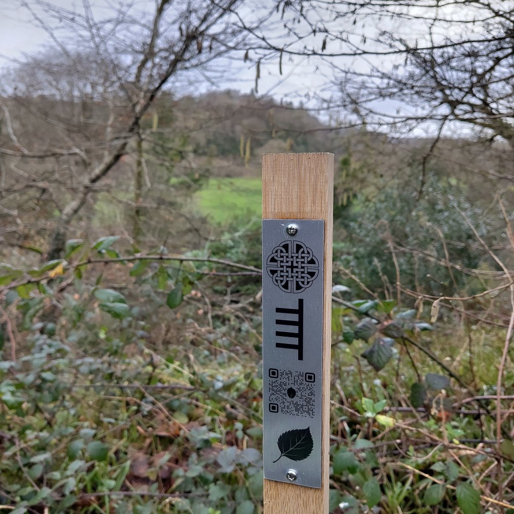 'Whispers From The Celtic Grove’ Audio Installation